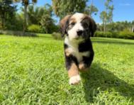 8 week old Mini Bernedoodle Puppy For Sale - Seaside Pups