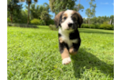 Cute Mini Bernedoodle Baby