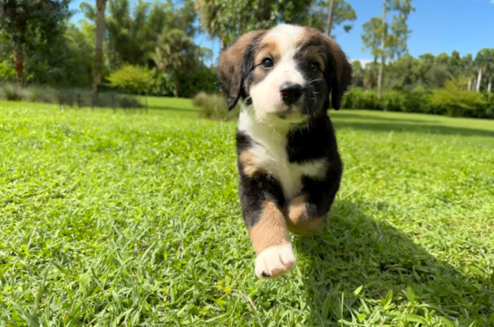 Mini Bernedoodle Pup Being Cute