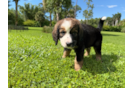 Best Mini Bernedoodle Baby