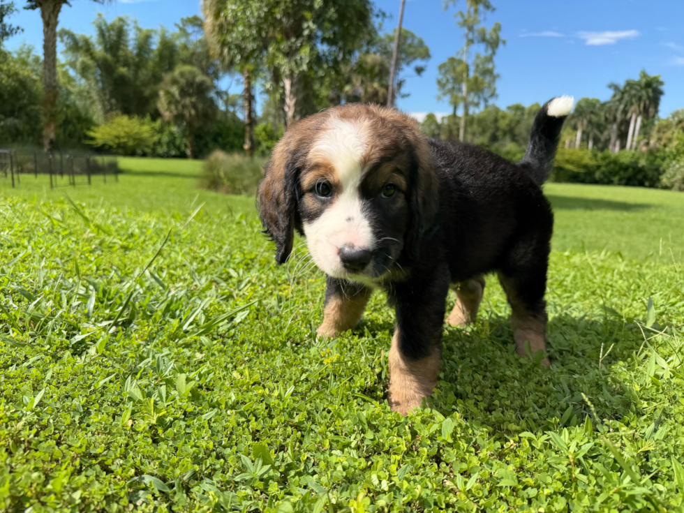 Best Mini Bernedoodle Baby