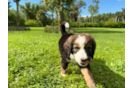 Best Mini Bernedoodle Baby