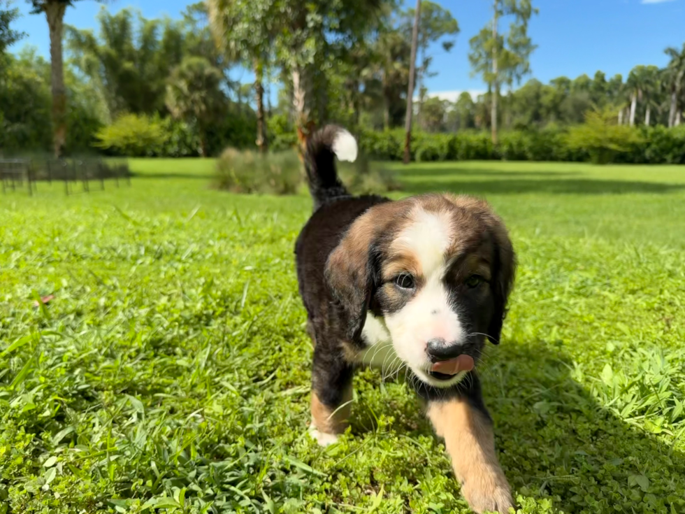 Best Mini Bernedoodle Baby