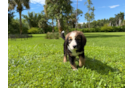 Cute Mini Bernedoodle Baby