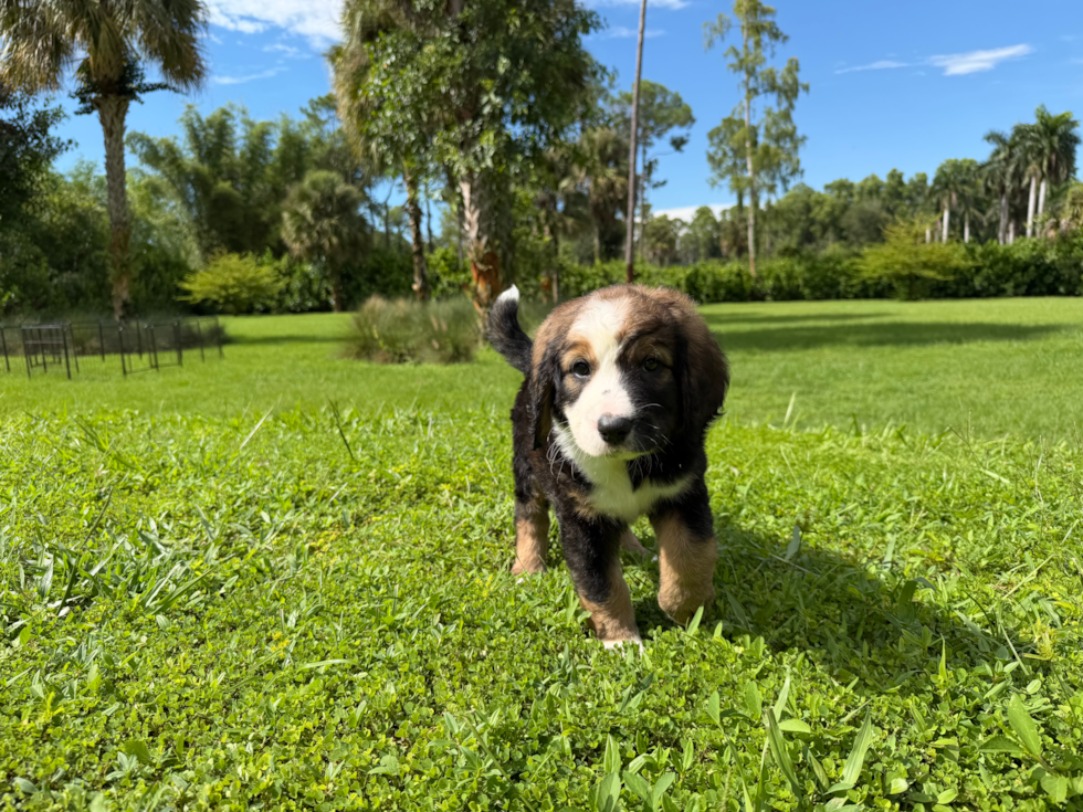 Cute Mini Bernedoodle Baby
