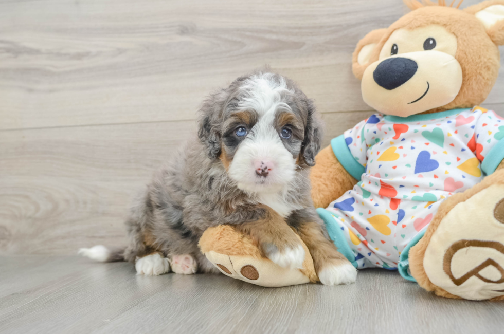 6 week old Mini Bernedoodle Puppy For Sale - Seaside Pups