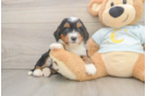 Mini Bernedoodle Pup Being Cute