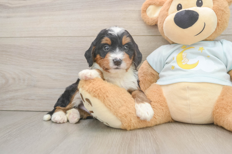 Mini Bernedoodle Pup Being Cute