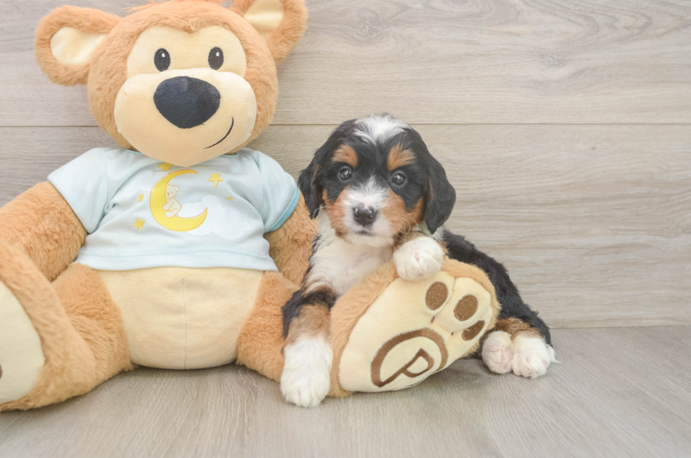 5 week old Mini Bernedoodle Puppy For Sale - Seaside Pups