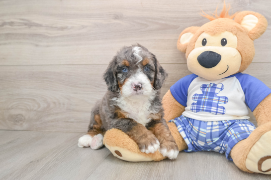 Petite Mini Bernedoodle Poodle Mix Pup