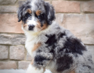 10 week old Mini Bernedoodle Puppy For Sale - Seaside Pups