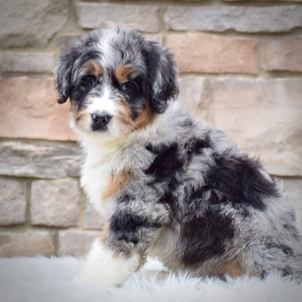 Best Mini Bernedoodle Baby