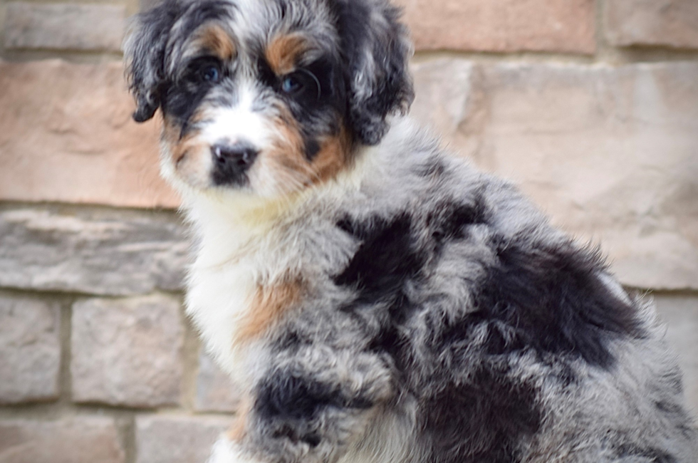 9 week old Mini Bernedoodle Puppy For Sale - Seaside Pups