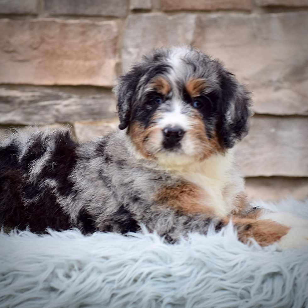 Best Mini Bernedoodle Baby