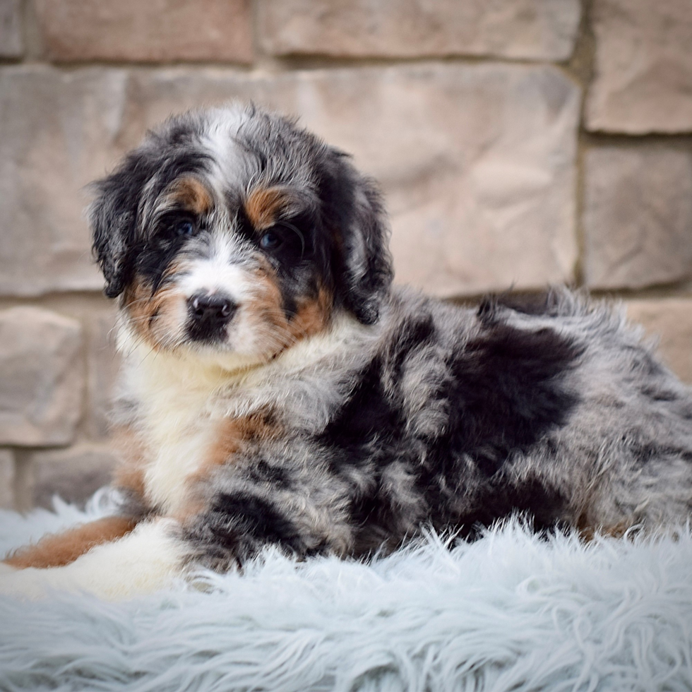 Cute Mini Bernadoodle Poodle Mix Puppy