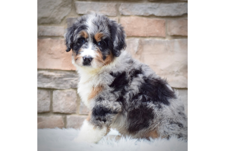 Best Mini Bernedoodle Baby