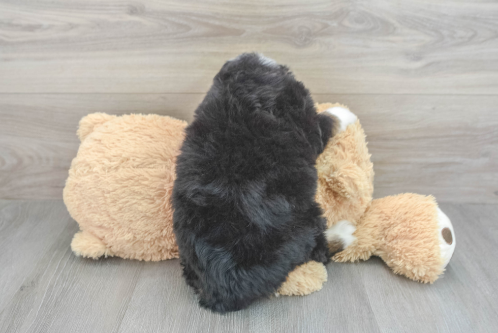 Cute Mini Bernedoodle Baby