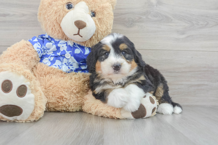 Popular Mini Bernedoodle Poodle Mix Pup