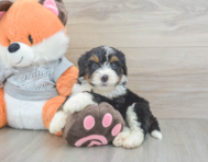 4 week old Mini Bernedoodle Puppy For Sale - Seaside Pups