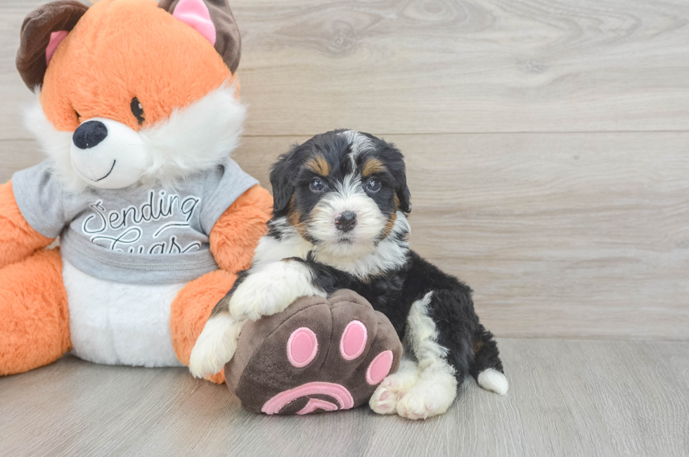 4 week old Mini Bernedoodle Puppy For Sale - Seaside Pups