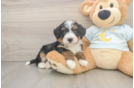Mini Bernedoodle Pup Being Cute