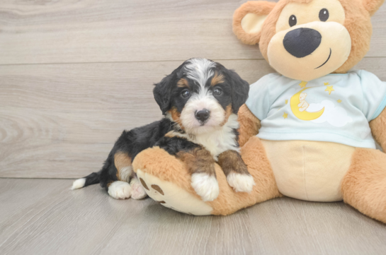 Mini Bernedoodle Pup Being Cute
