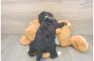 Cute Mini Bernedoodle Baby