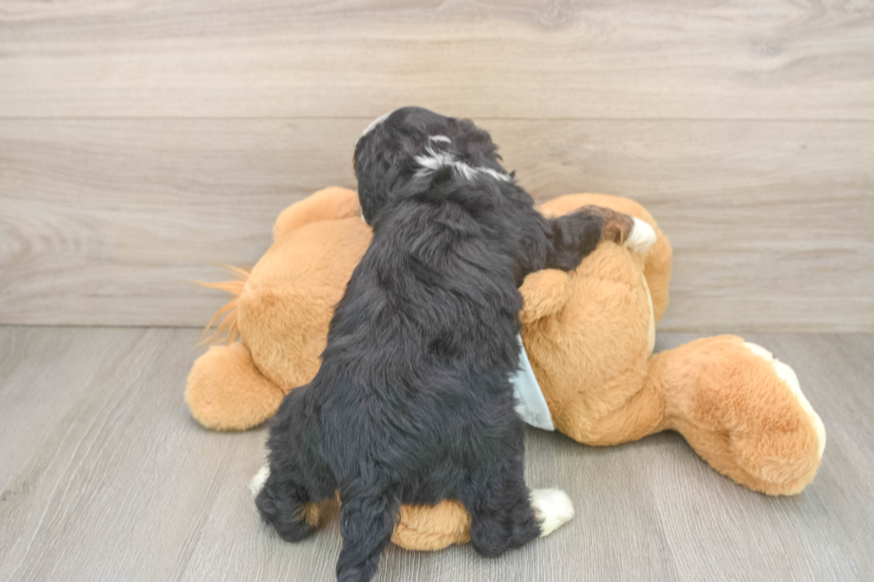 Cute Mini Bernedoodle Baby