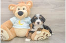 Little Bernadoodle Poodle Mix Puppy