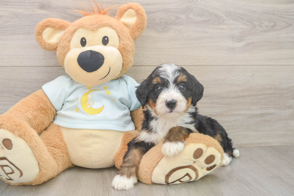 Little Bernadoodle Poodle Mix Puppy