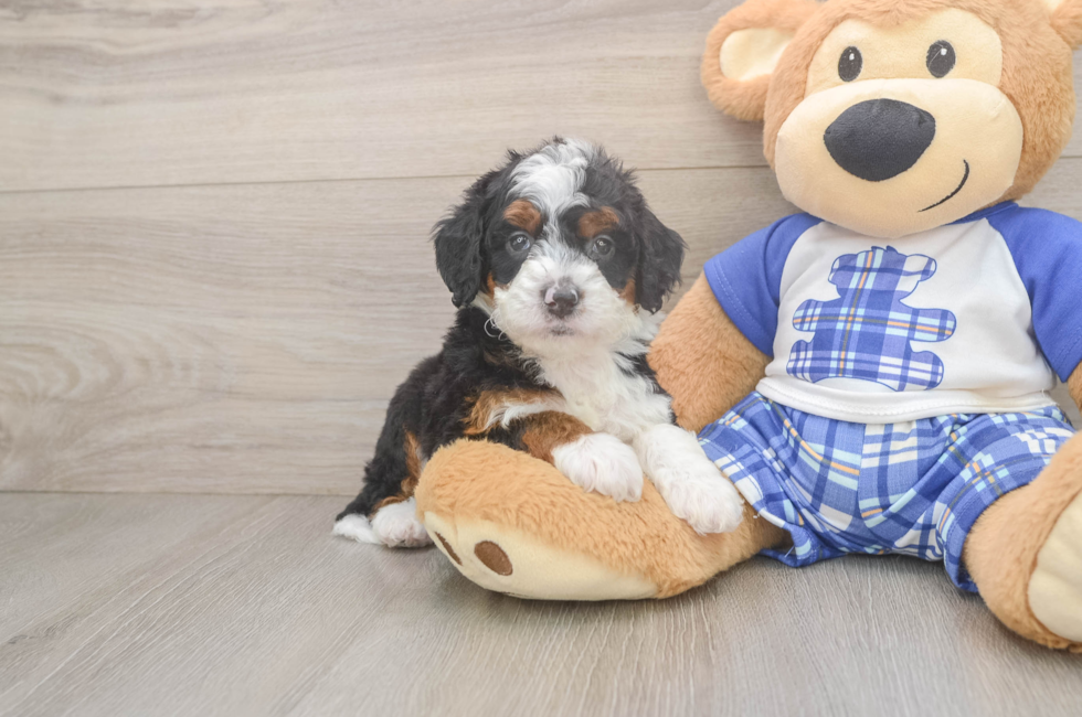 5 week old Mini Bernedoodle Puppy For Sale - Seaside Pups
