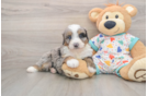 Playful Mini Bernesedoodle Poodle Mix Puppy