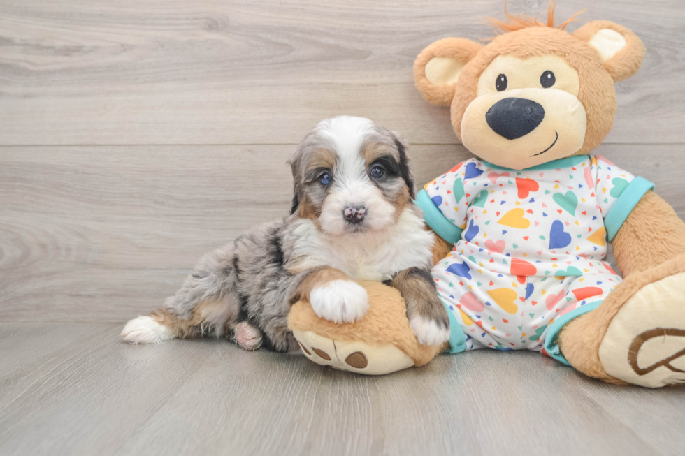Playful Mini Bernesedoodle Poodle Mix Puppy