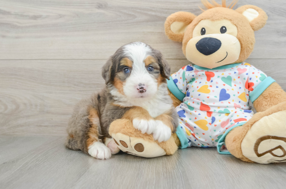 6 week old Mini Bernedoodle Puppy For Sale - Seaside Pups
