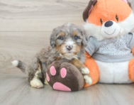5 week old Mini Bernedoodle Puppy For Sale - Seaside Pups