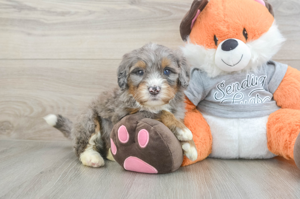 5 week old Mini Bernedoodle Puppy For Sale - Seaside Pups