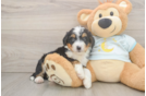 Sweet Mini Bernedoodle Baby