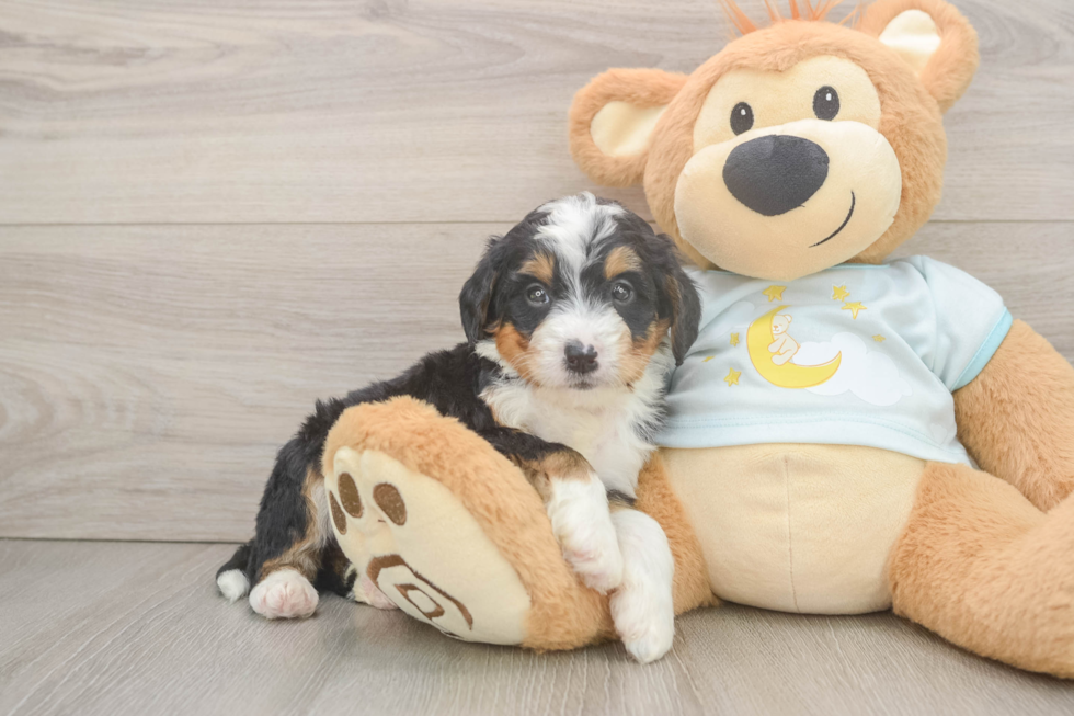 Sweet Mini Bernedoodle Baby