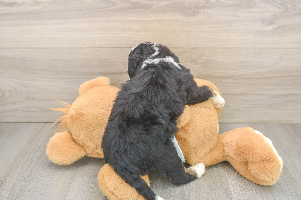 Best Mini Bernedoodle Baby
