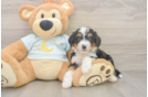 Best Mini Bernedoodle Baby