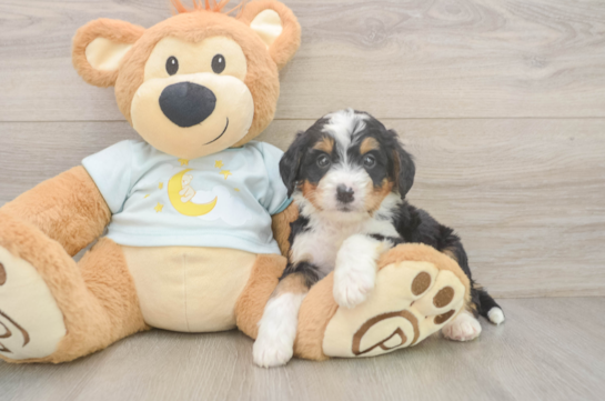 Best Mini Bernedoodle Baby