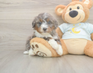 6 week old Mini Bernedoodle Puppy For Sale - Seaside Pups
