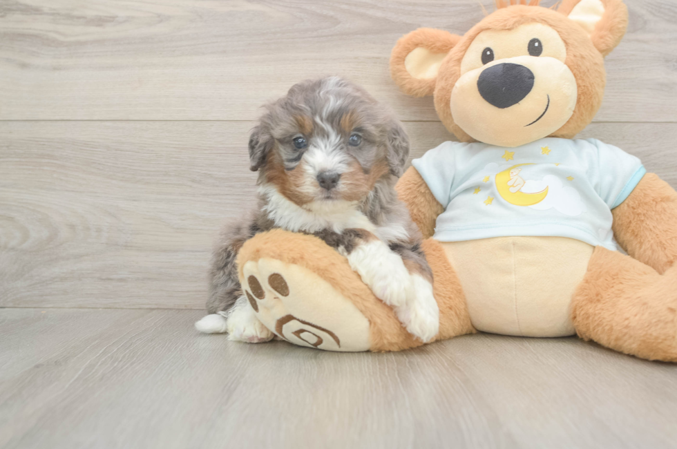 5 week old Mini Bernedoodle Puppy For Sale - Seaside Pups