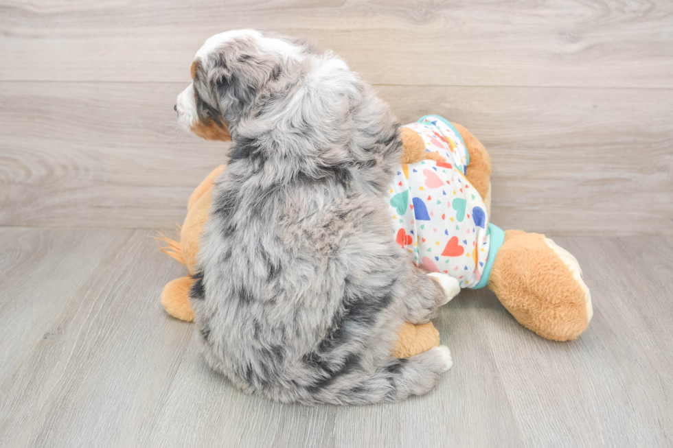 Adorable Mini Bernesedoodle Poodle Mix Puppy