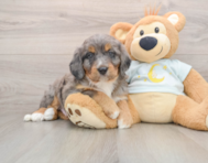 5 week old Mini Bernedoodle Puppy For Sale - Seaside Pups