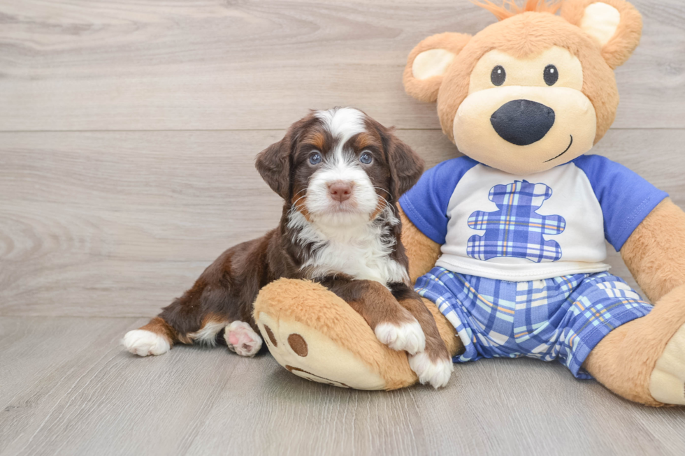 Hypoallergenic Bernadoodle Poodle Mix Puppy