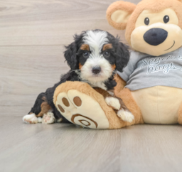 6 week old Mini Bernedoodle Puppy For Sale - Seaside Pups