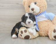 6 week old Mini Bernedoodle Puppy For Sale - Seaside Pups