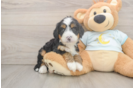Popular Mini Bernedoodle Poodle Mix Pup
