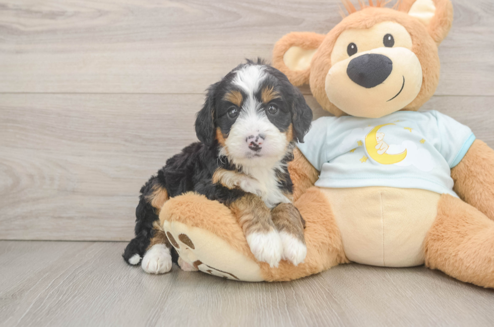 5 week old Mini Bernedoodle Puppy For Sale - Seaside Pups